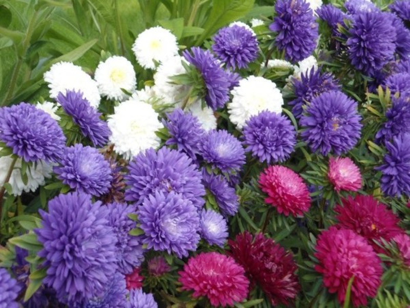 The dwarf aster is distinguished by a low bush, it is very convenient for decorating a flower bed.