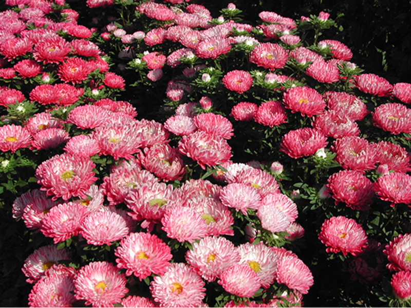 Astra Rosa turm is a very beautiful tall bush.