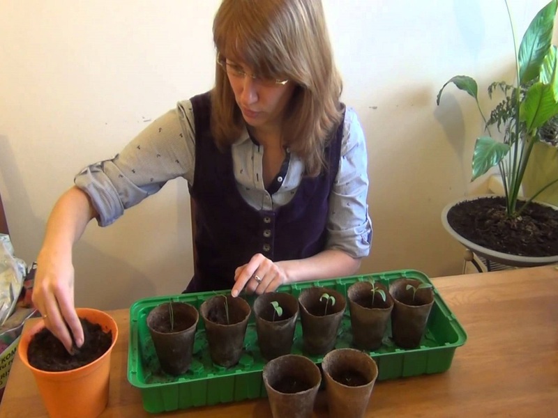 Description of the process of picking seedlings of petunias