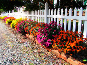 Different varieties of chrysanthemums in a flower bed are very beautiful.