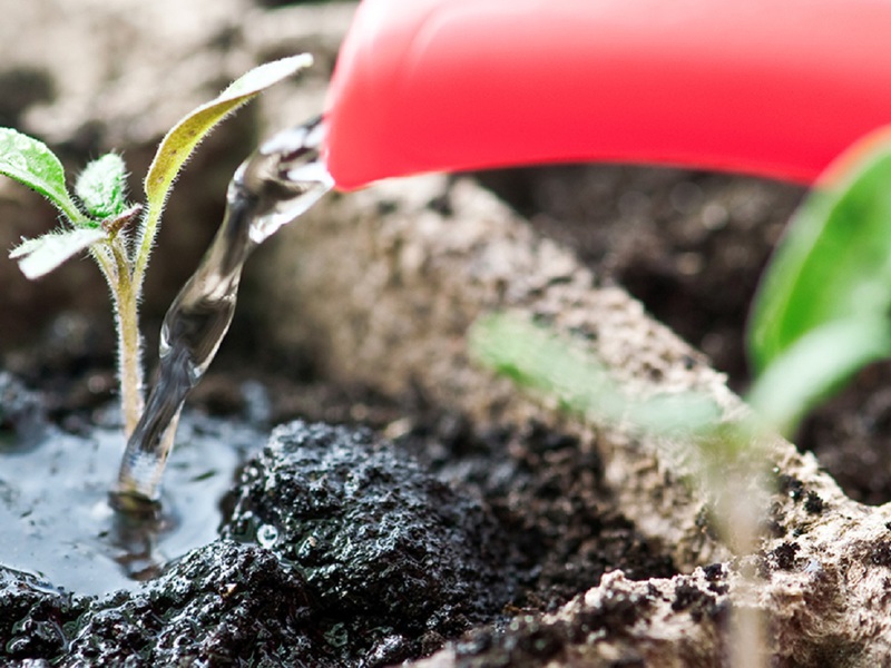 Basic rules for caring for petunia seedlings