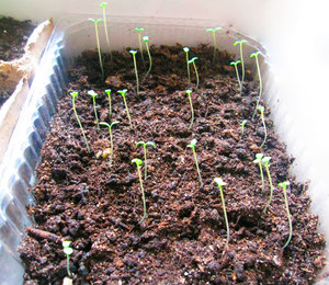 Chrysanthemum sprouts - seedlings need to be grown at home.