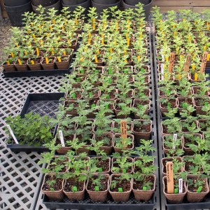 Chrysanthemum seedlings will be transplanted into open ground.