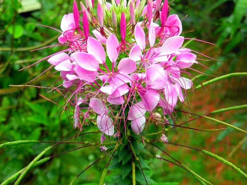 Cleoma prickly has most often pink flowers.