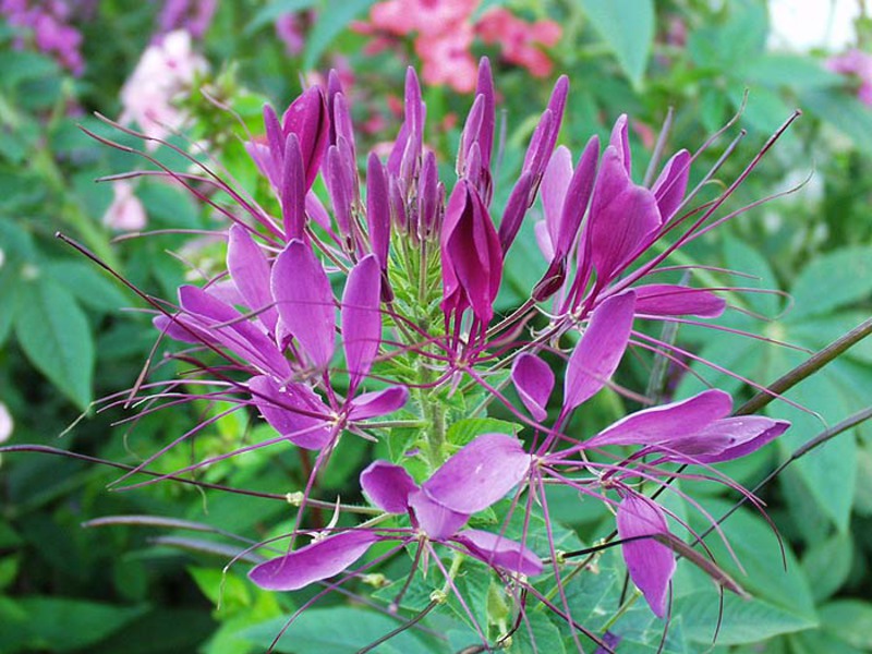 Cleoma Violet Queen with purple flowers in the photo