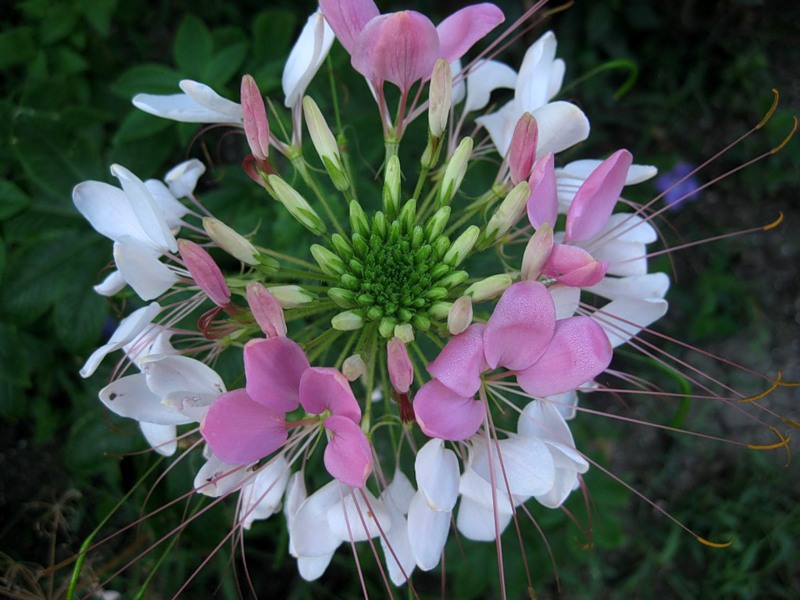 Cleoma is bicolor during flowering.