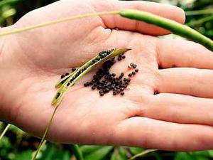 Ripe seed pod - when it comes time to harvest the cleoma seeds for the next year.