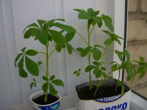 Seedlings of cleoma - we grow garden flowers from seeds.