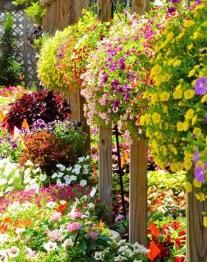 What are the types of petunias - features, flowers, history.