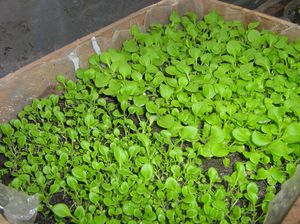 Petunia seedlings are planted in boxes or glasses