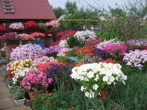 Petunias and other flowers can be combined in the same flower bed.