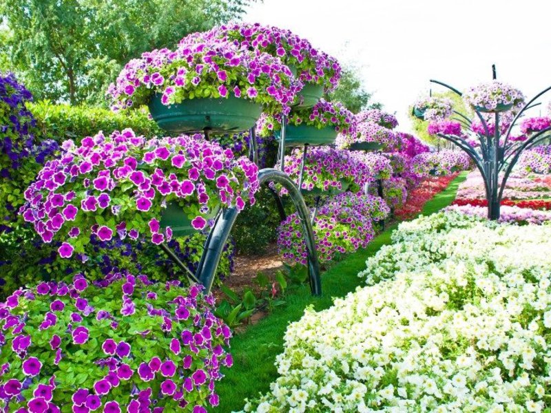 Petunias in the ground and boxes - site design photo.