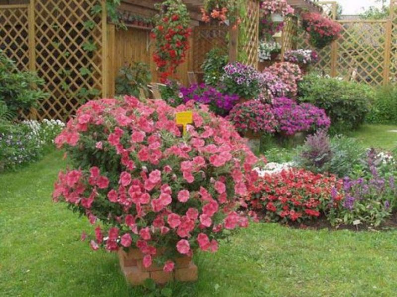 Petunias as garden queens - decorating your garden with these beautiful flowers