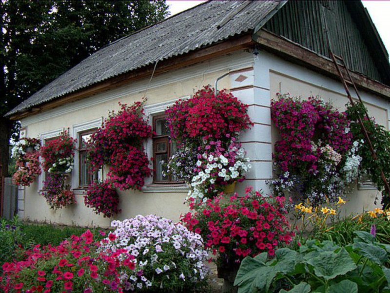 The house and plot can be decorated with petunia flowers