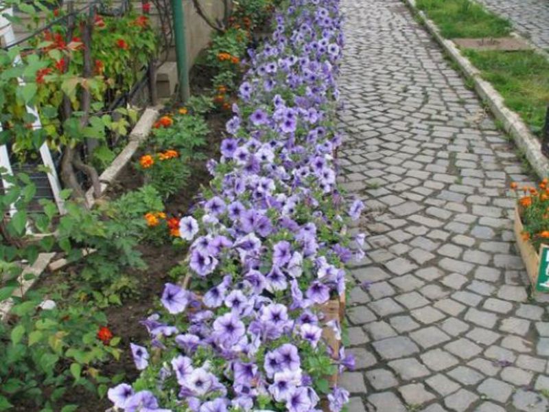 Petunias along the path - simple and tasteful!