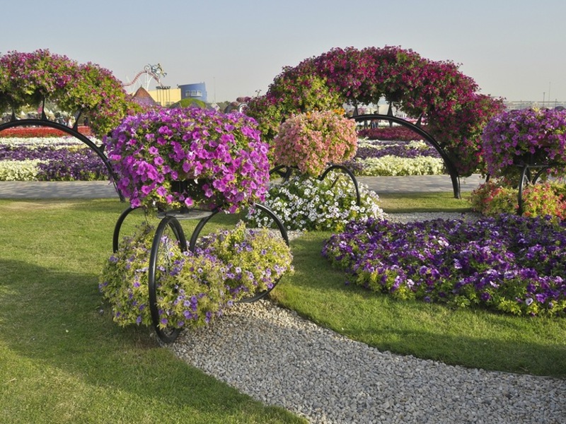 Petunias in landscape design - very interesting solutions