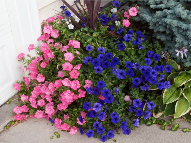 Shades of petunia flowers can be very diverse.