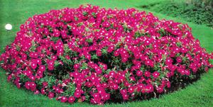 A beautiful round flower bed of bright scarlet petunia flowers.