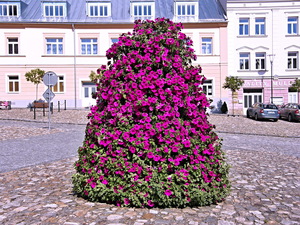 Petunias in the city - vertical flower bed