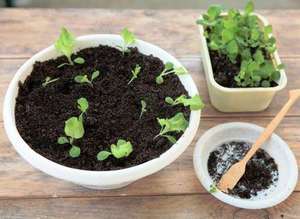 The nuances of picking seedlings of petunias