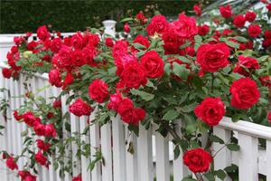 How to grow climbing roses