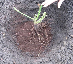 Planting roses in open ground