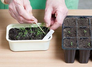 The timing of the picking of seedlings of petunias flowers