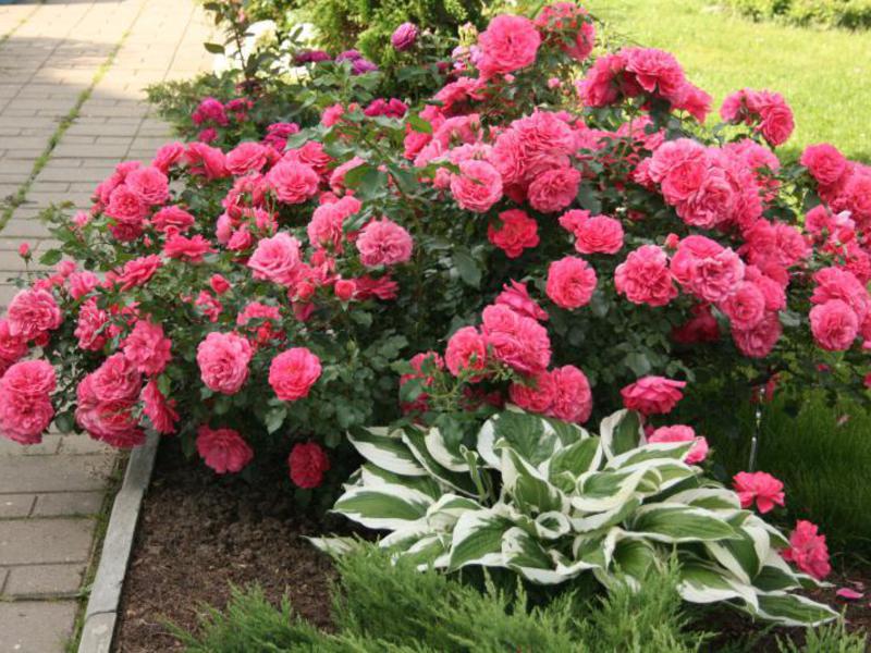 Fertilizers for climbing roses