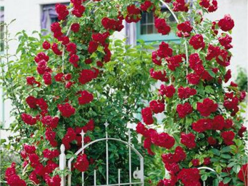 Climbing roses color