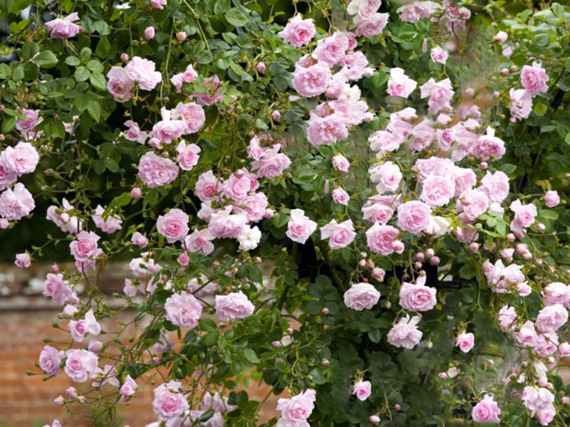 How and where to plant roses