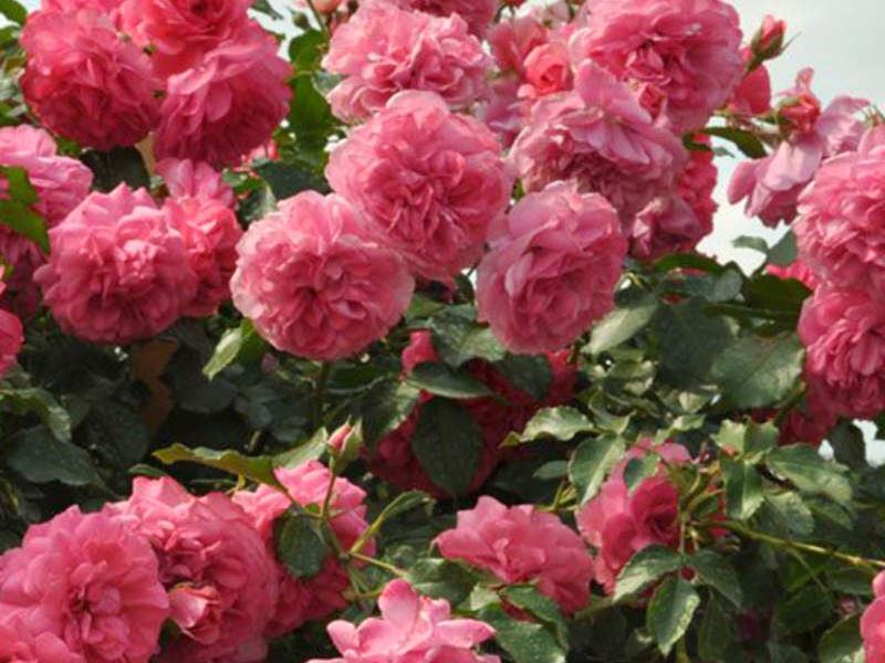 How to water climbing roses