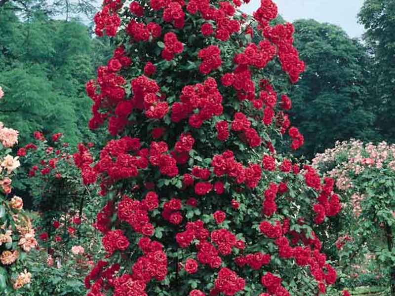 How to grow climbing roses