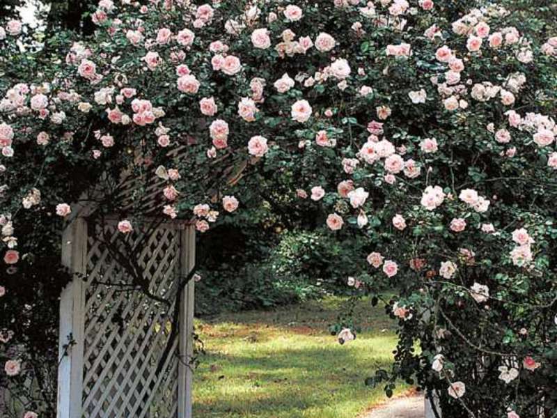 Features of growing climbing roses