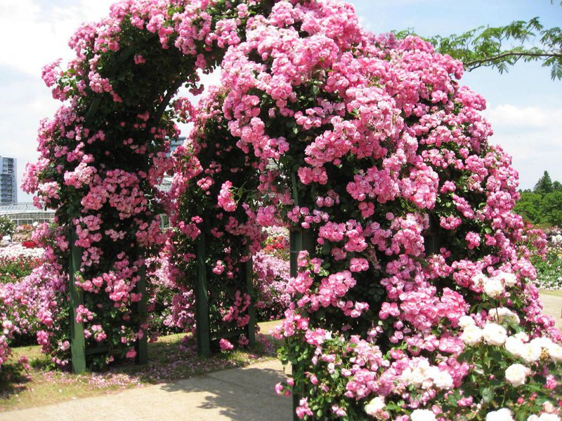 How to care for climbing roses