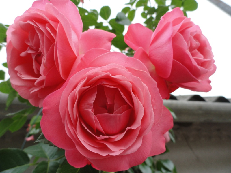 Garden rose variety