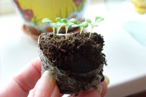 Rules for growing seedlings of petunia in peat tablets