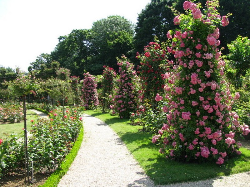 How climbing roses grow