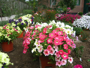 Basic rules for growing petunias