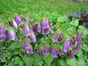 Bellflower nettle