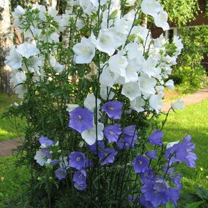 Varieties of bells