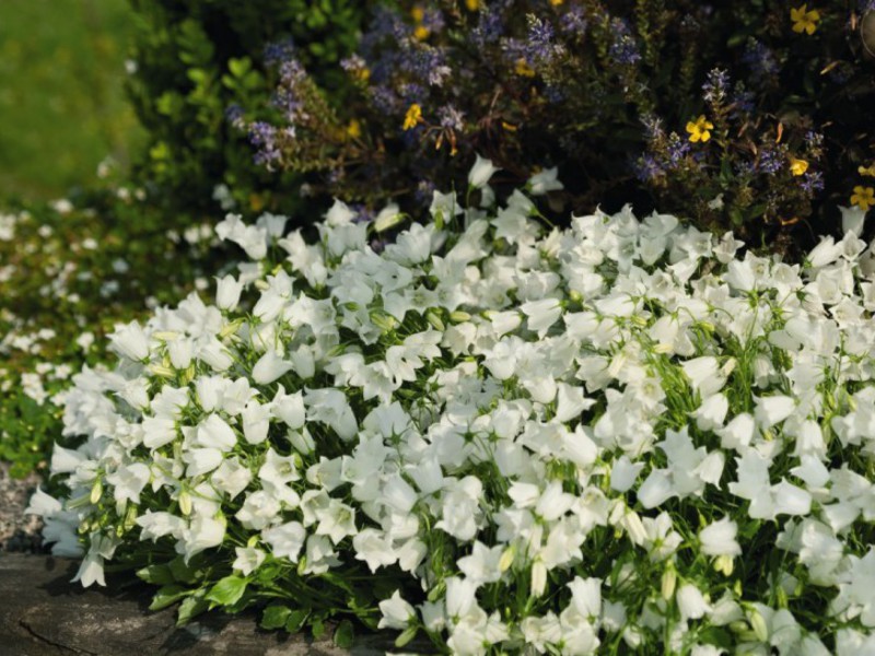 Bell flower variety