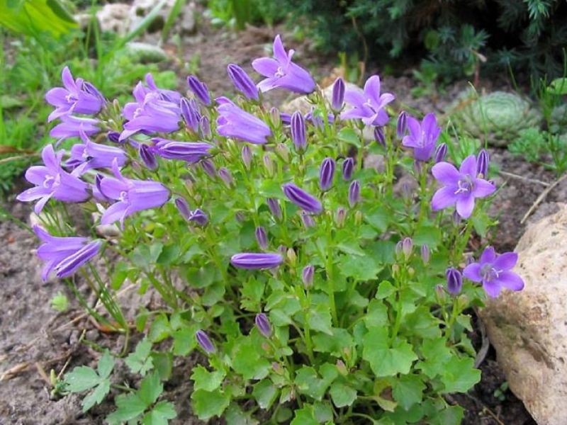 Bellflower nettle