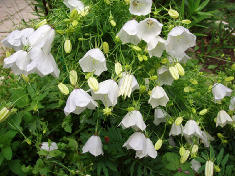 Bellflower diseases