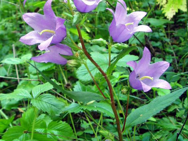 Bell plant description