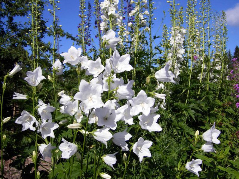 Decorating the garden with bells