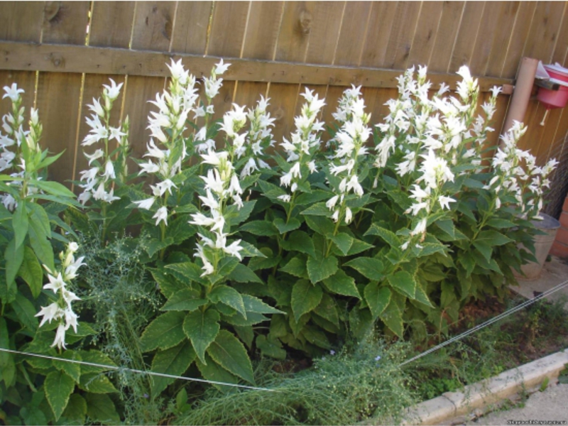 Bellflower nettle