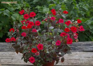 Achimenes small-flowered