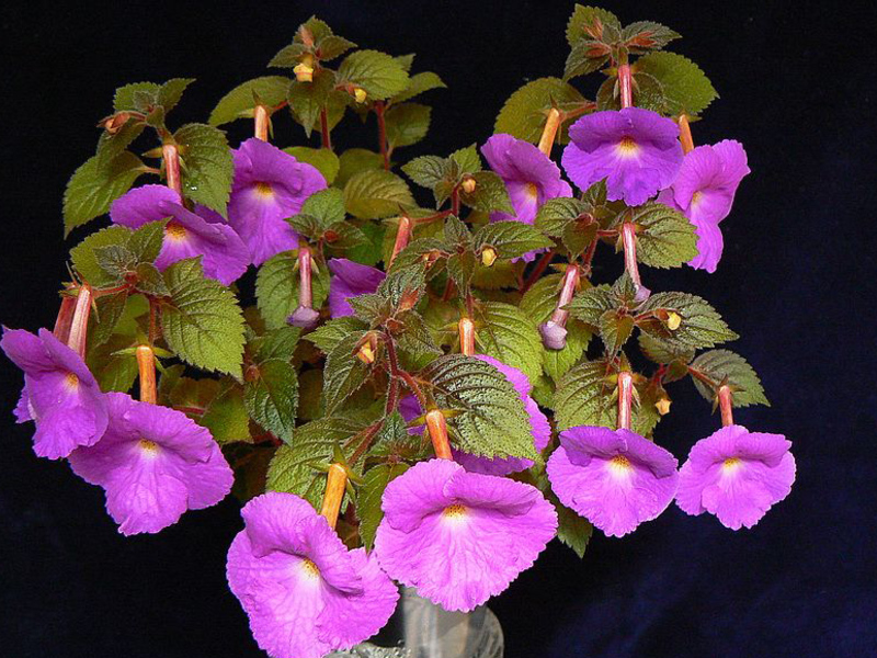 Description of achimenes flower