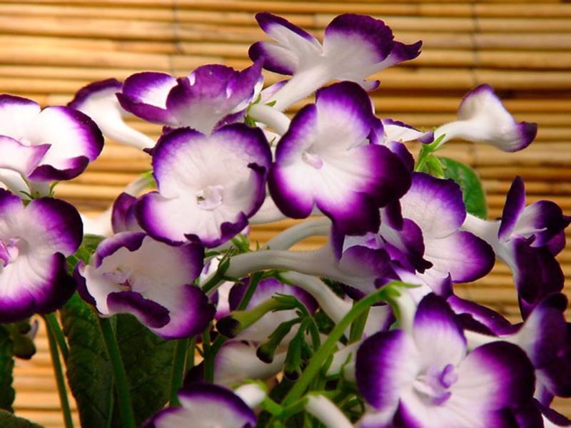 How to grow achimenes