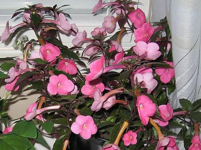 Achimenes is propagated by nodules